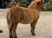 SPSBS Registered filly