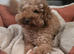 Stud Toy Poodle