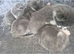 For beautiful grey and grey and white kittens
