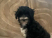 Maltipoo last boy!