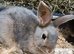 Ready now 2 beautiful bunnies looking for their new homes
