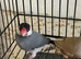 Beautiful Java finch for sale