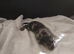 miniature dachshund puppies