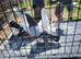For sale x6 pigeons mixed