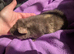Pure bred Teddy guinea pig boars