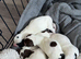 Spreagle puppies.