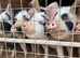 Kune kune pigs