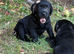 Beautiful Cockador Puppies &ndash; Ready Now