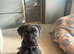 Male mastiff mix pup