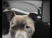 Blue Staffordshire bull terrier for sale 15 months old