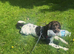 HANDSOME LIVER & WHITE ENGLISH SPRINGER SPANIEL AT STUD