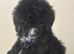 F1 STANDARD BERNADOODLE LAST 2 GIRLS 1400