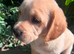 F1 Cavador Puppies