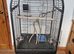 Cocktail/ ringneck cage
