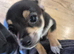 Chihuahua Puppies