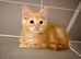 Half ragdoll orange kitten