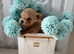 Teacup Doll Face Maltipoo Puppies