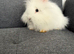 Stunning white Lionhead x Angora girl 9weeks