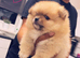 Puppies