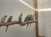 Cockatiels