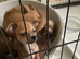 Chihuahuajack puppies for sale