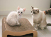 REDUCED Gorgeous pure Ragdoll