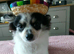 3 year old castrated male pomci