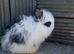 Minilion lop bunnies