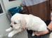 Beautiful golden retriever puppies