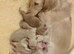Mini long haired cream dachshund READY NOW