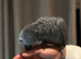 HandReared super tame grey