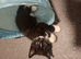 Female kittens