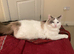 Male cat ready to find a new home with his belongings
