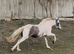 12hh 2yr old gelding to make 13hh