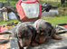Beautiful dapple dachshund pups dapple tri
