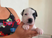 Adorable Puppies Staffordshire Bull Terrier