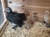 2 booted pekin bantams pullets