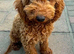 Toy Poodle Puppy Female