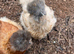 Silkies Fertile Eggs,Chicks,Pullets