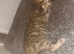 Bengal X ginger tabby