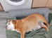 English Bulldog puppys