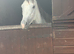 ivy 4 year old 15.2 thoroughbred mare