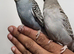 Hand Tame Baby Budgies