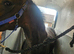 15.1 Chestnut Thoroughbred Gelding