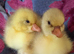 Goslings for sale
