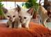 Siamese Ragdoll Cross kittens (Ragamese)