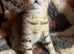 Gccf Handsome male British shorthair kitten