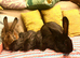 CONTINETAL GIANT RABBITS