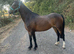 Project pony