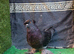 English trumpeter breeder male